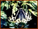 L'Ecaille du plantain
